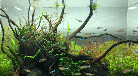 Java Fern in Nature Scape