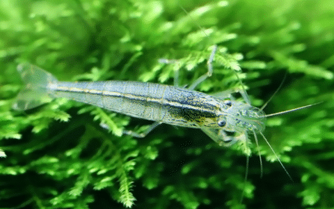 Java Moss and Shrimp