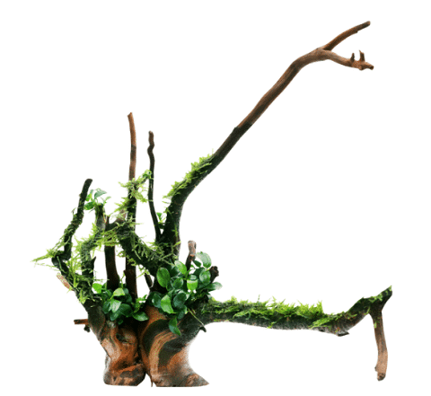 Java Moss on Driftwood