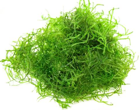 Java Moss