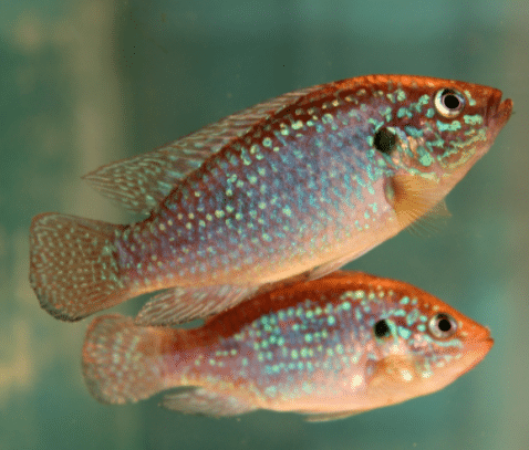 Jewel Cichlid Pair