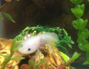Juvenile Axolotl