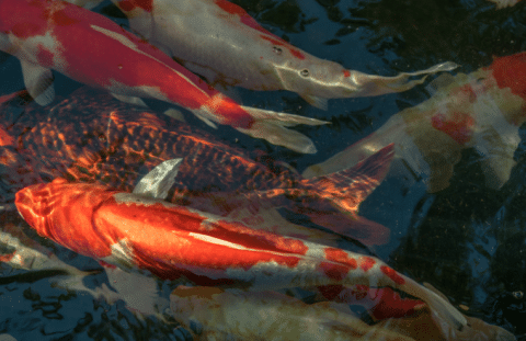 Kawarimono Koi Types