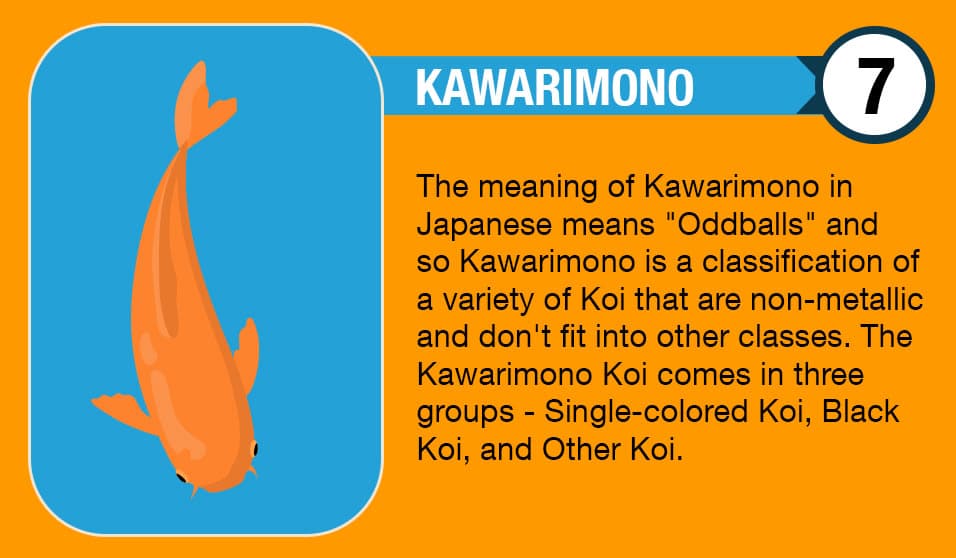 Kawarimono Koi