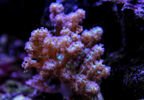 Kenya Tree Coral