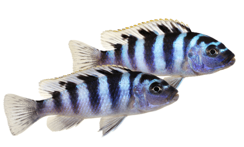 Kenyi Cichlid Females