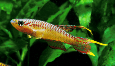 Killifish in Aquarium