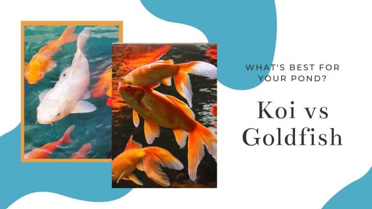 Koi vs Goldfish
