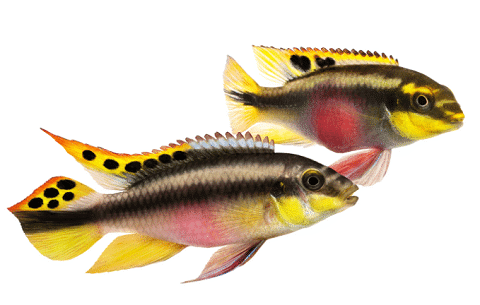 Kribensis Cichlid Male and Female