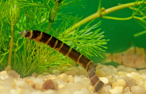 Kuhli Loach in Aquarium