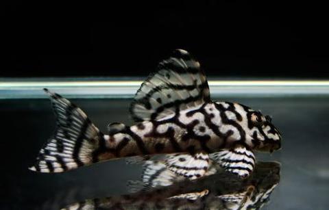 Exotic Pleco
