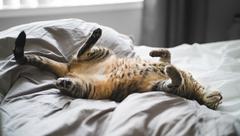 Lazy Reefers Syndrome