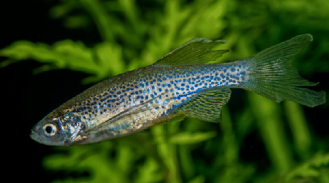 Leopard Danio in Planted Tank