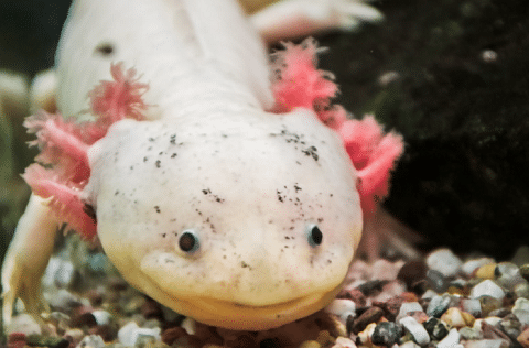 Leucistic Axolotl