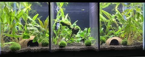 Life With Pets Dividers