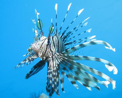 Lionfish in Aquarium