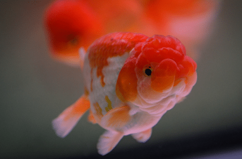 Lionhead Goldfish