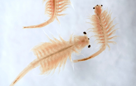 Live Brine Shrimp