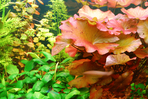 Live Plants in Aquarium