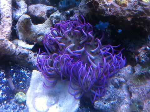 Long Tentacle Anemone