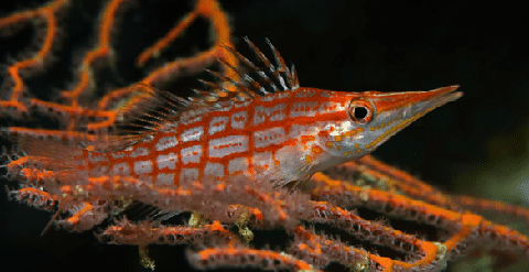 Longnose Hawkfish on Coral