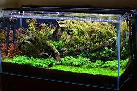 Low Light Planted Tank