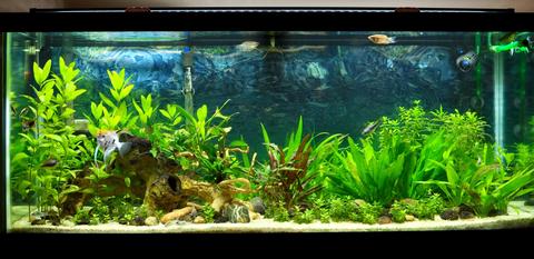 Low Tech Planted Tank