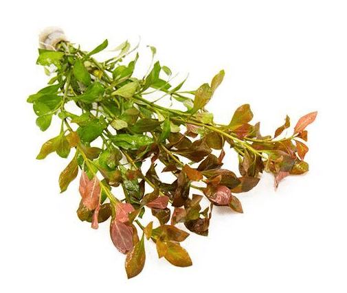 Ludwigia Repens Stems