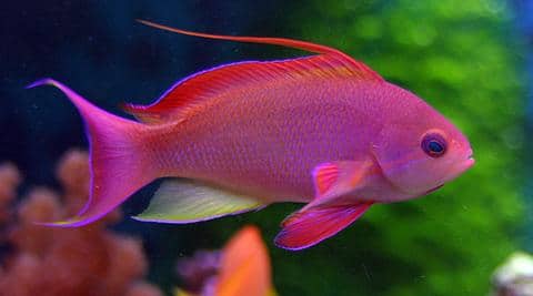 Lyretail Anthias
