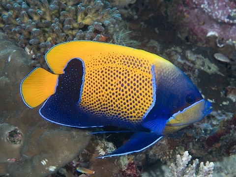 Majestic Angelfish