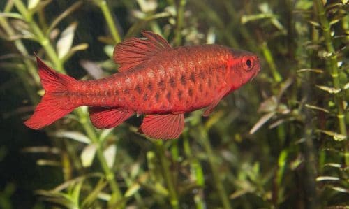 Male Cherry Barb