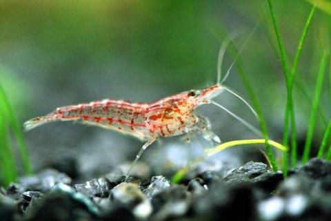 Male Shrimp