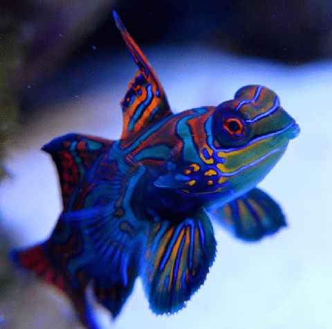 Mandarin Goby Fish