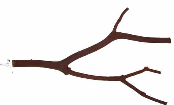 Manzanita Natural Wood Bird Perch
