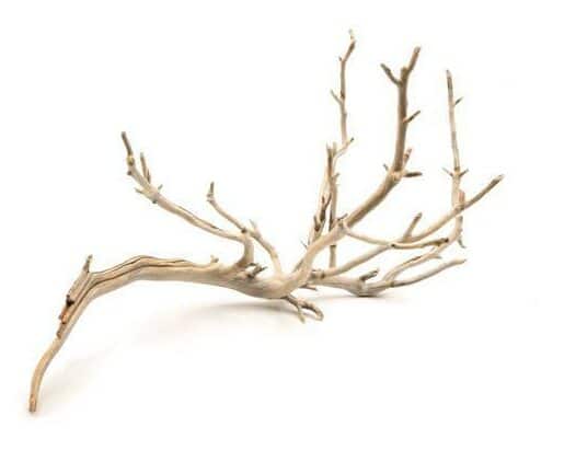 Manzanita Driftwood