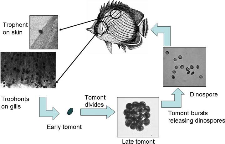 Marine Velvet Life Cycle