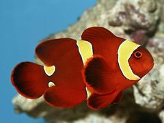 Maroon Clownfish