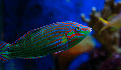 Melanurus Wrasse in Reef Tank