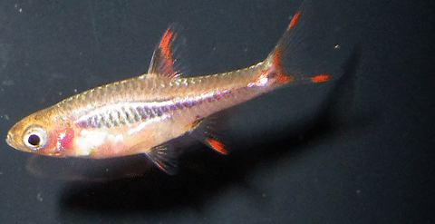 Merah Rasbora Fish