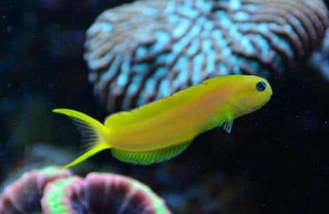 Midas Blenny