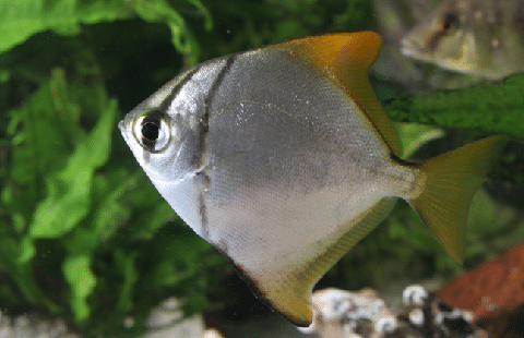 Mono Fish In Aquarium
