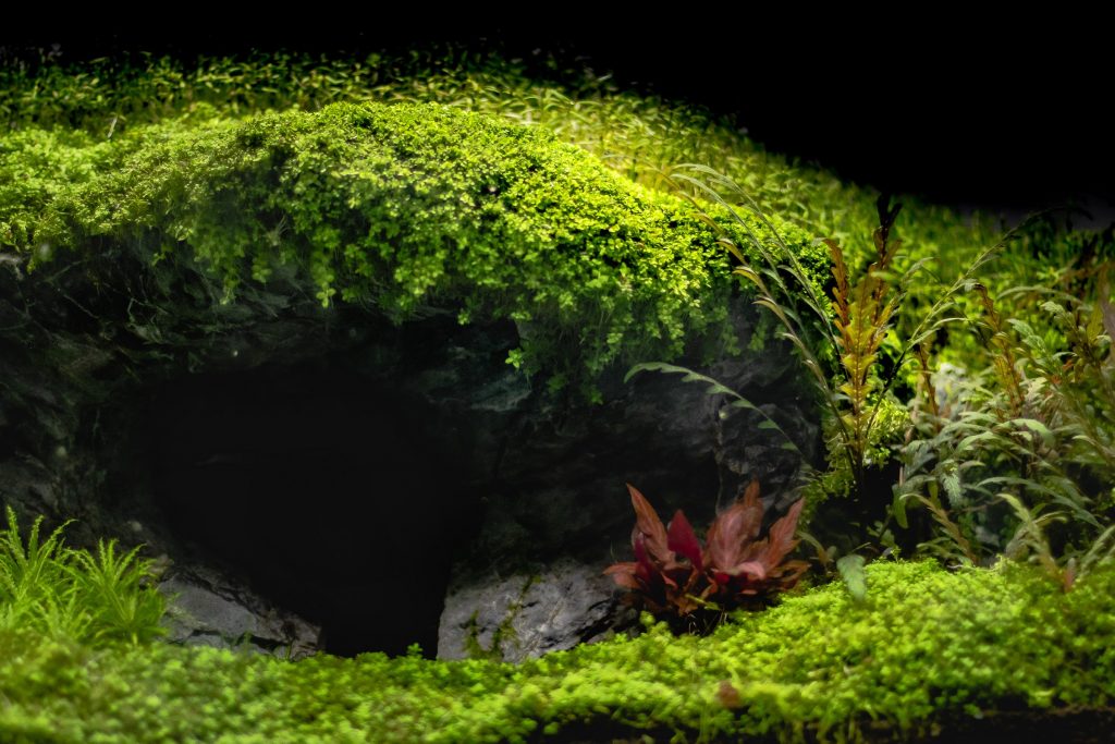 Monte Carlo in Aquarium