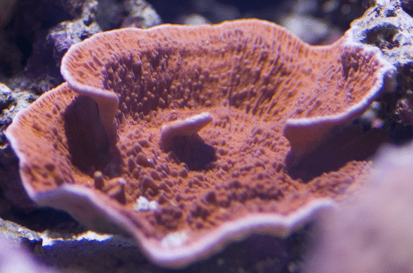 Monti Cap Coral
