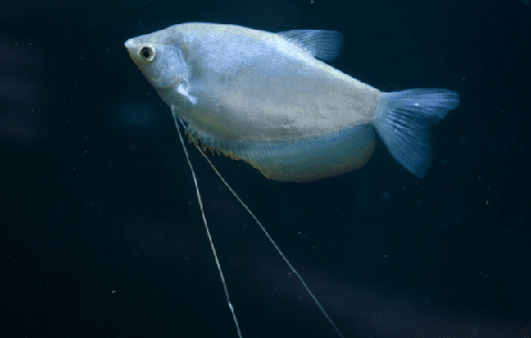 Moonlight Gourami