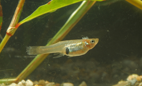 Mosquito Fish in Pond