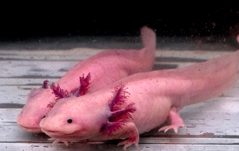 Multiple Axolotls