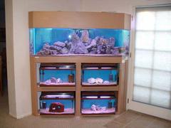 Multiple Tank Syndrome