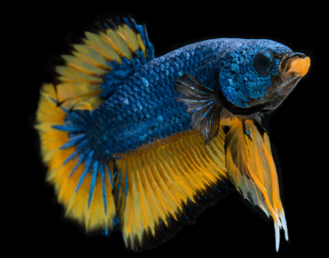 Mustard Tail Betta