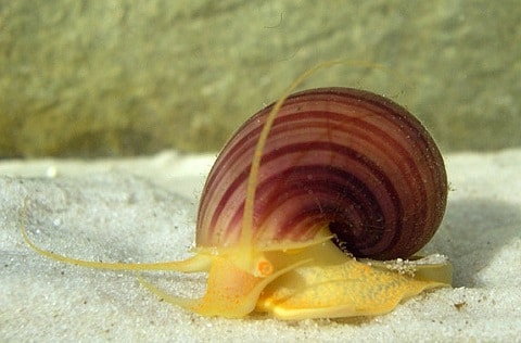 Mystery Snail