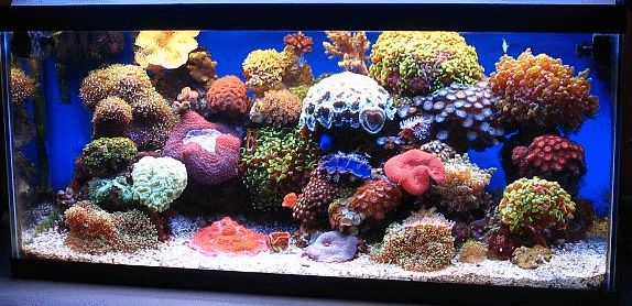 Nano Reef Tank - 5 Things You Need To Know